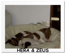 HERA & ZEUS