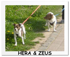 HERA & ZEUS
