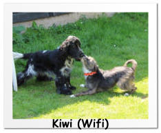 Kiwi (Wifi)