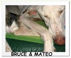 BRUCE & MATEO
