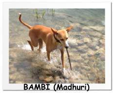 BAMBI (Madhuri)