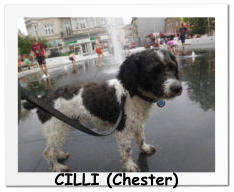 CILLI (Chester)