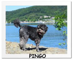 PINGO
