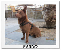 PARDO