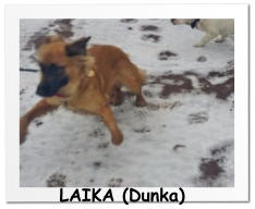 LAIKA (Dunka)