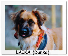 LAIKA (Dunka)