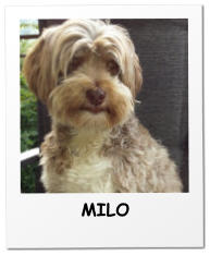 MILO