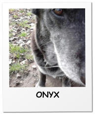 ONYX