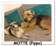 MOTTE (Pippa)