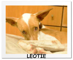 LEOTIE