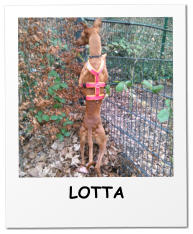 LOTTA