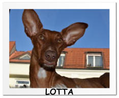 LOTTA