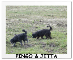 PINGO & JETTA