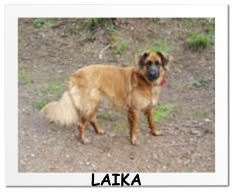 LAIKA
