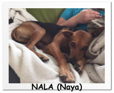 NALA (Naya)