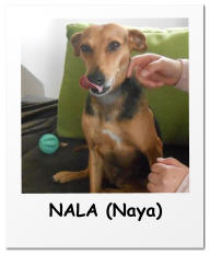 NALA (Naya)
