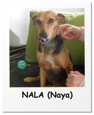NALA (Naya)