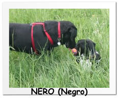 NERO (Negro)