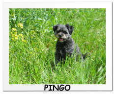 PINGO