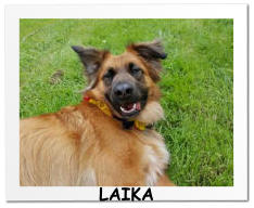 LAIKA