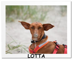 LOTTA