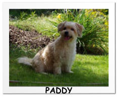 PADDY