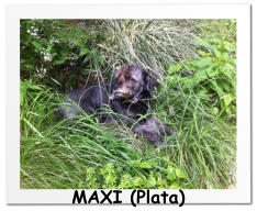 MAXI (Plata)