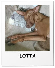 LOTTA