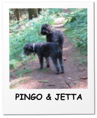 PINGO & JETTA