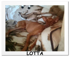 LOTTA