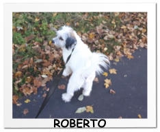 ROBERTO