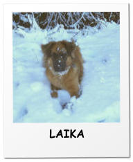 LAIKA