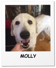 MOLLY