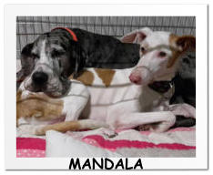MANDALA