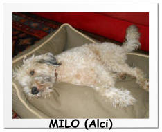 MILO (Alci)