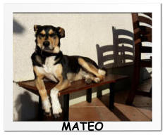 MATEO