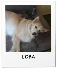 LOBA