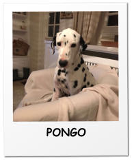 PONGO