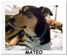 MATEO