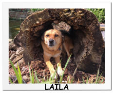 LAILA
