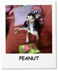 PEANUT