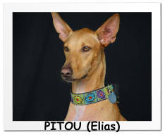 PITOU (Elias)