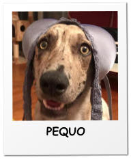PEQUO