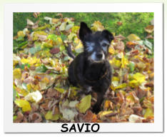 SAVIO