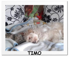 TIMO