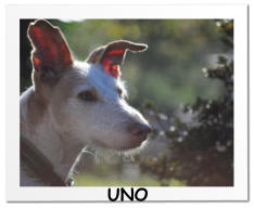 UNO