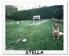 STELLA