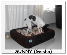 SUNNY (Geisha)