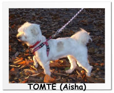 TOMTE (Aisha)