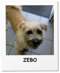 ZEBO